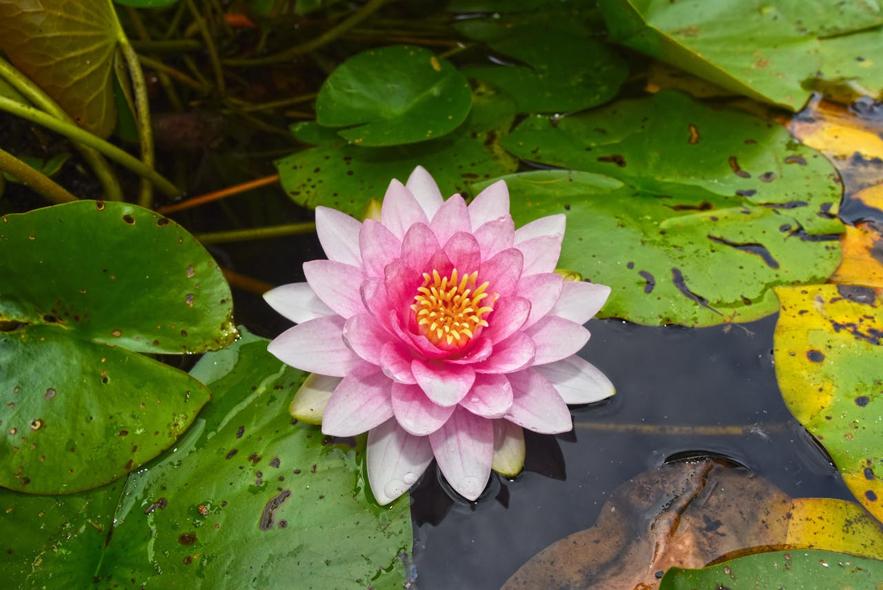 Close-Up Shot of a Water Lily