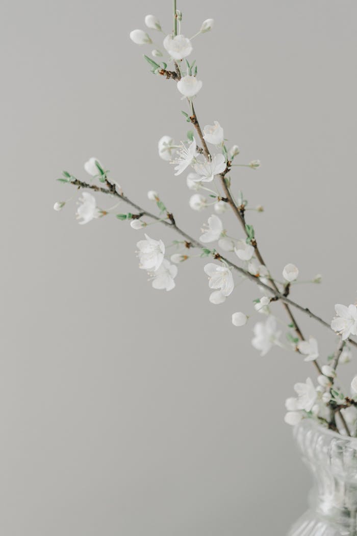 Close up of White Flowers